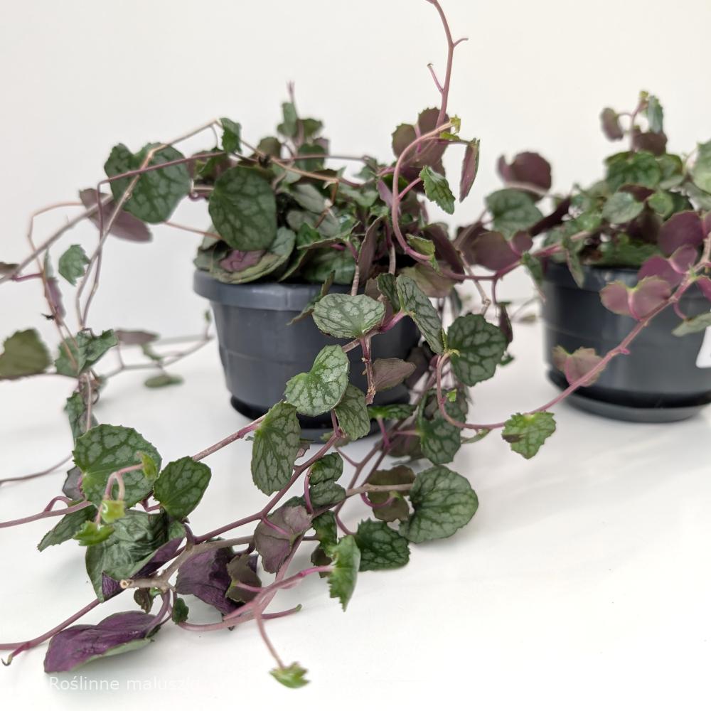 Senecio mikanioides-starzec