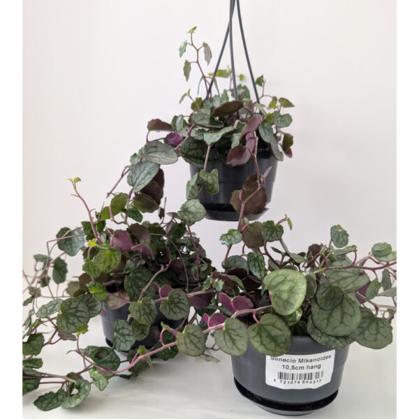 Senecio mikanioides-starzec