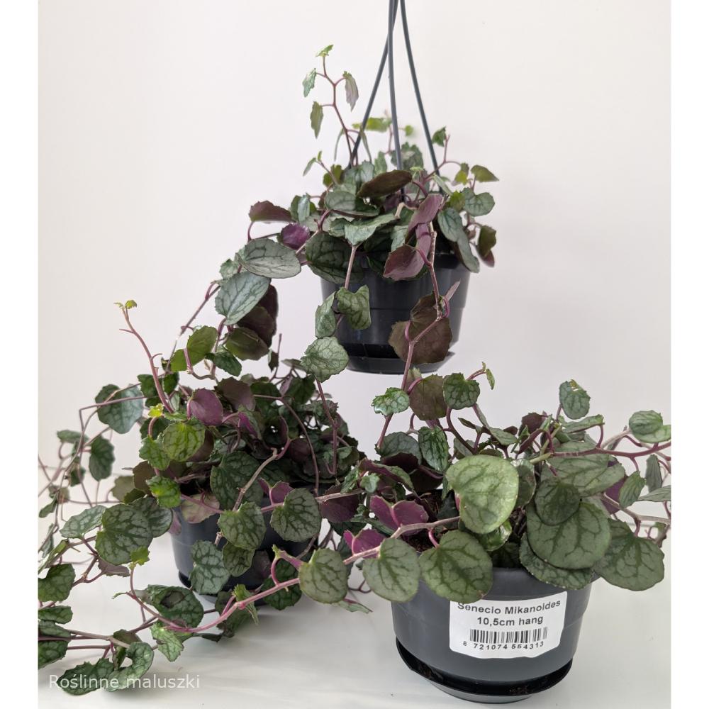 Senecio mikanioides-starzec