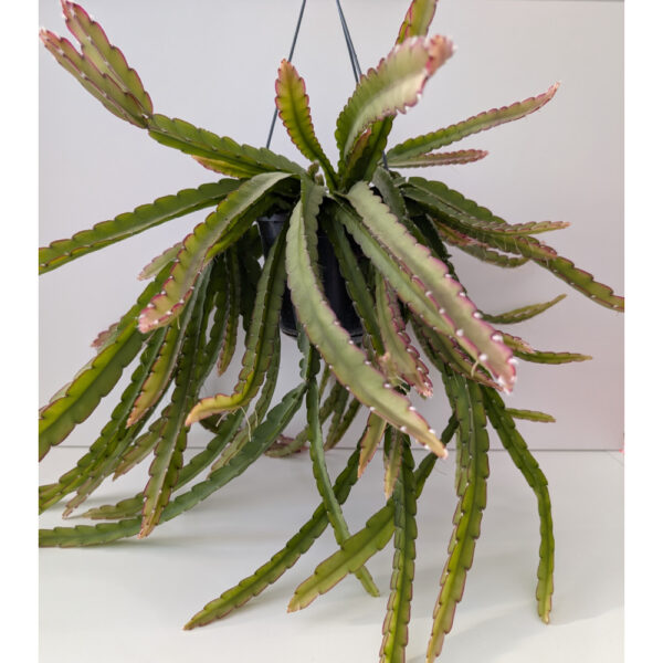 Lepismium cruciforme Red Tip Lepismium cruciforme Red Tip