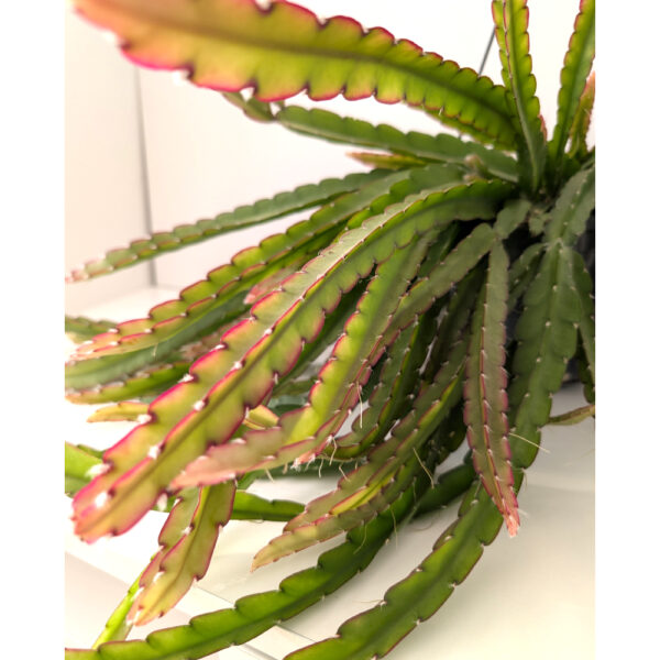 Lepismium cruciforme Red Tip