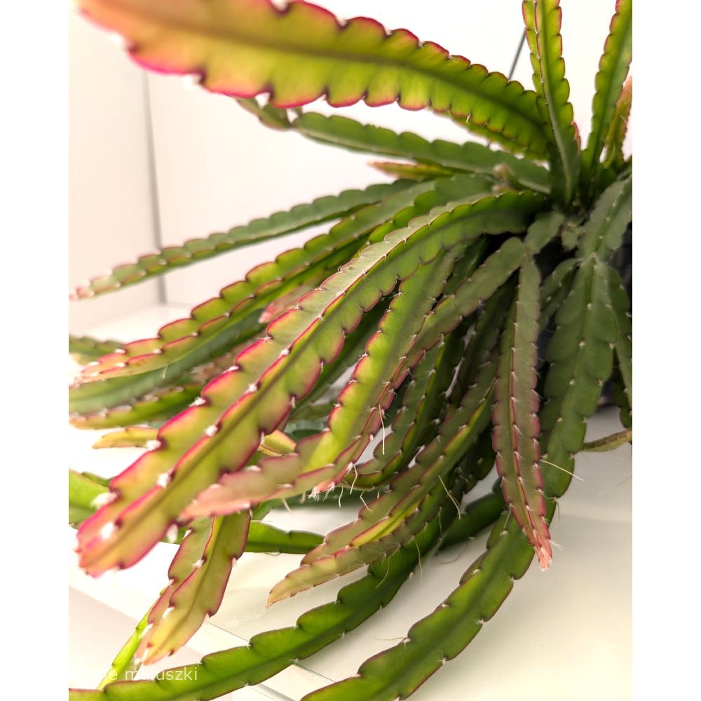 Lepismium cruciforme Red Tip