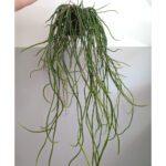 Selenicereus grandiflorus Królowa Jednej Nocy