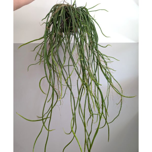 Selenicereus grandiflorus Królowa Jednej Nocy