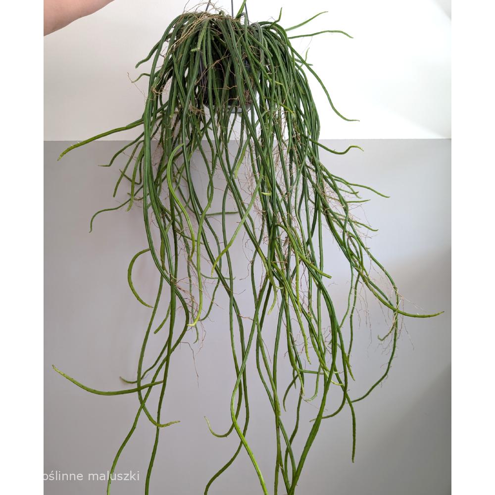 Selenicereus grandiflorus Królowa Jednej Nocy