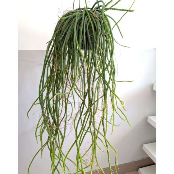 Selenicereus grandiflorus Królowa Jednej Nocy