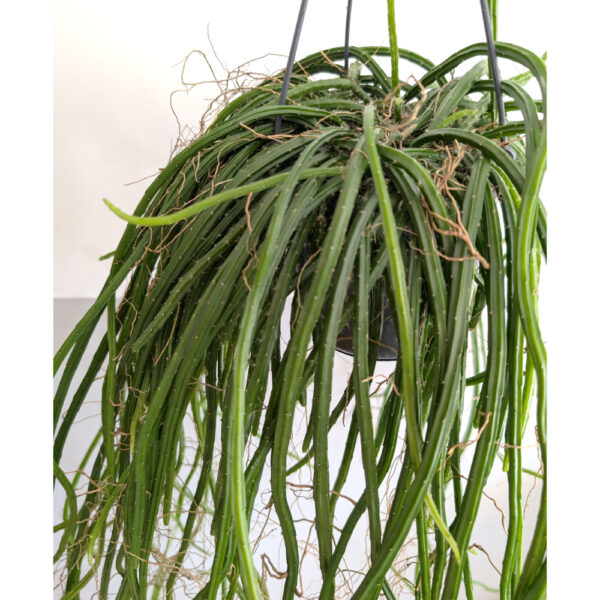 Selenicereus grandiflorus Królowa Jednej Nocy