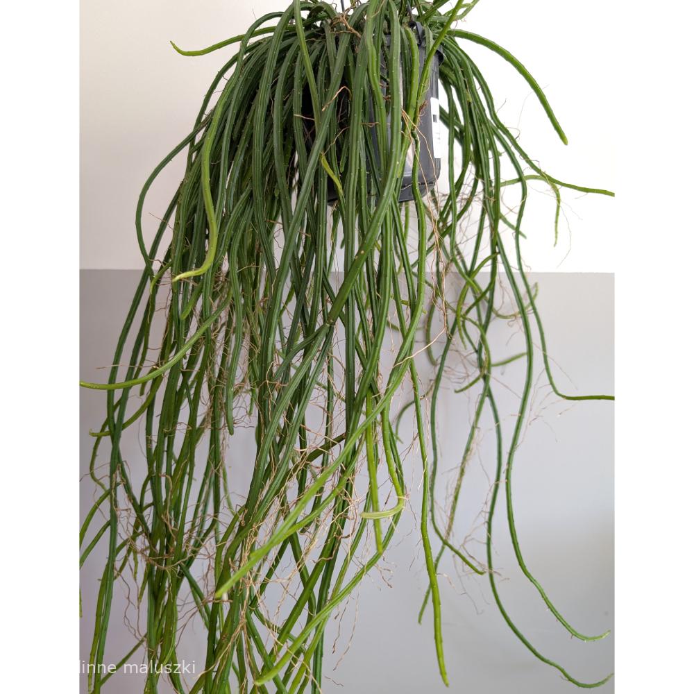 Selenicereus grandiflorus Królowa Jednej Nocy