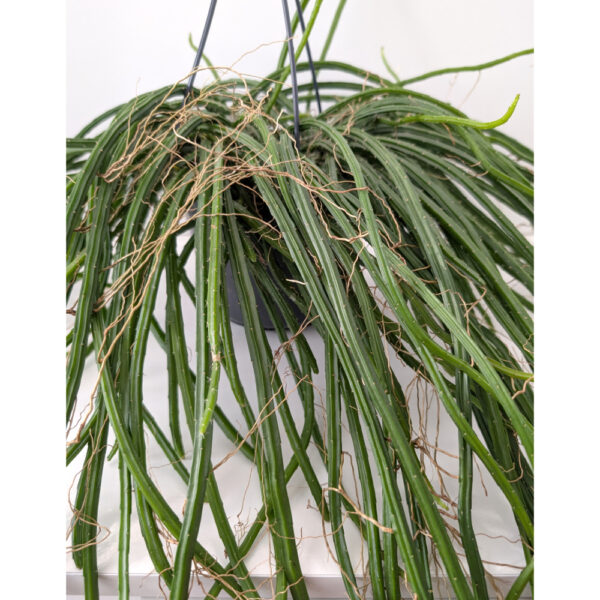 Selenicereus grandiflorus Królowa Jednej Nocy