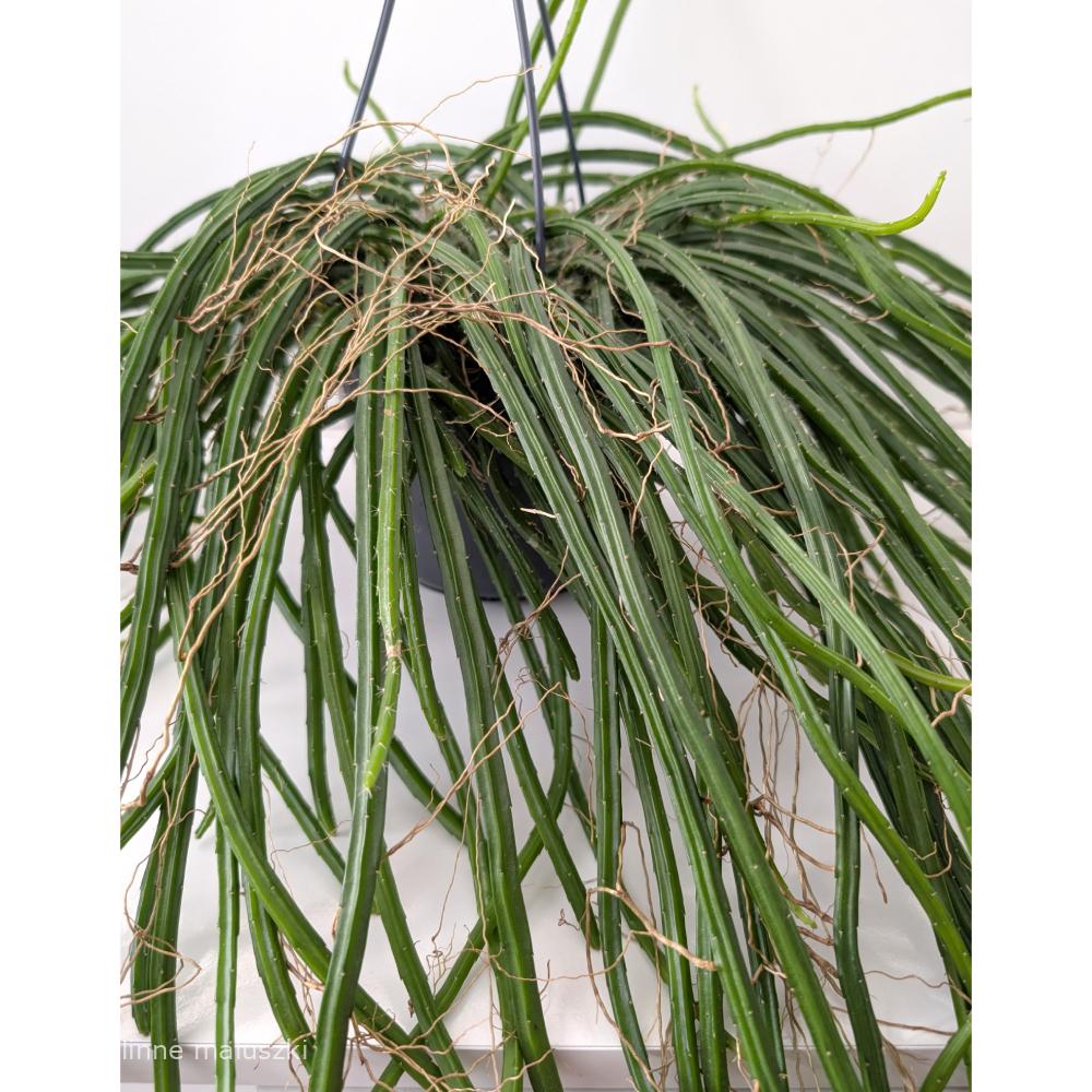 Selenicereus grandiflorus Królowa Jednej Nocy