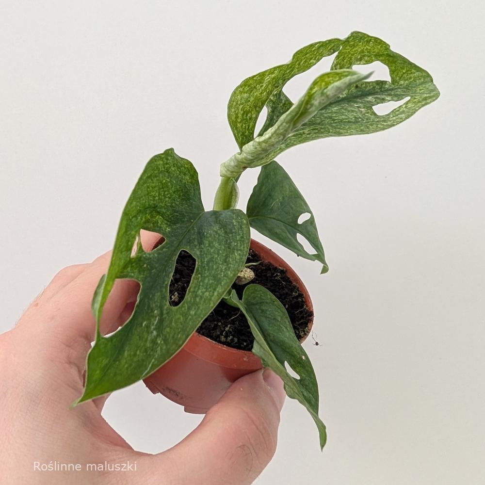 Monstera Adansonii Mint