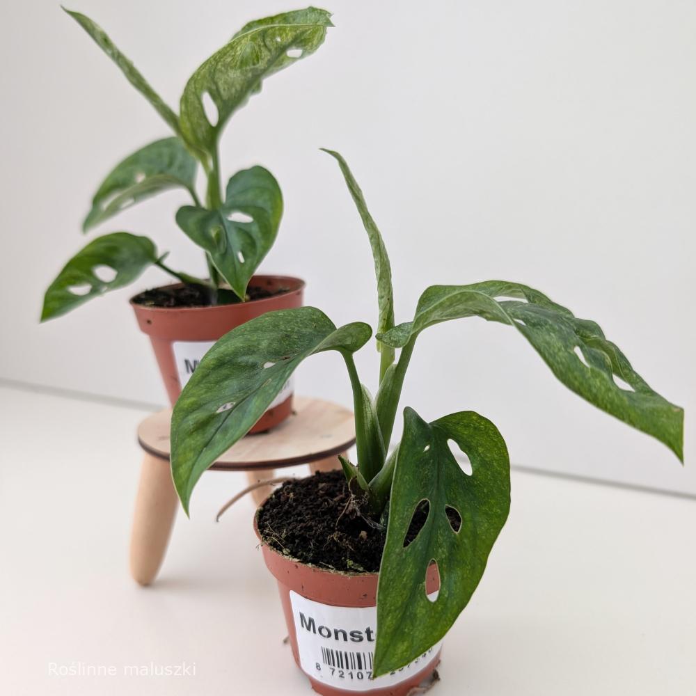 Monstera Adansonii Mint