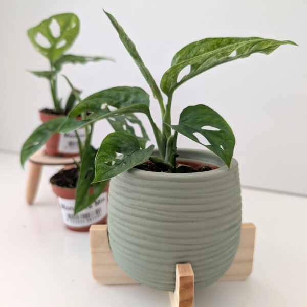 Monstera Adansonii Mint