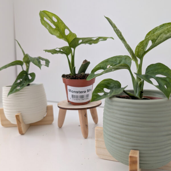 Monstera Adansonii Mint