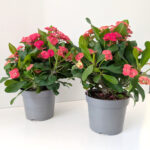 Euphorbia milli Olympia-różowa