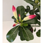 Adenium obesum - Róża Pustyni