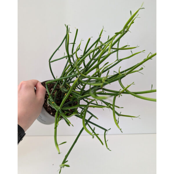 Wilczomlecz palczasty (Euphorbia tirucalli)