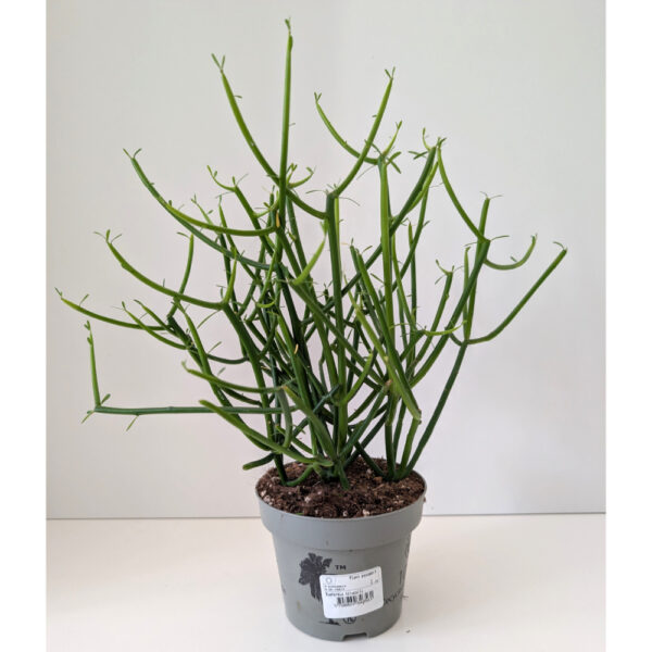 Wilczomlecz palczasty (Euphorbia tirucalli)