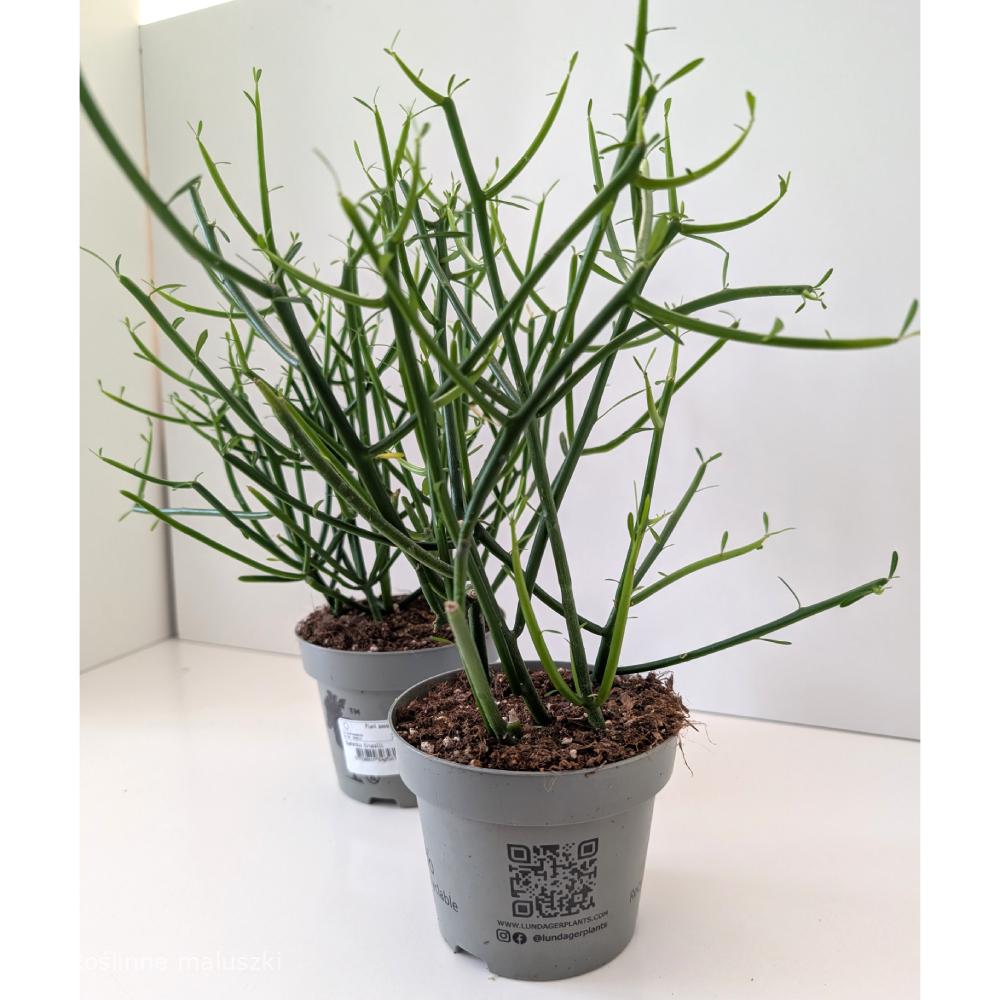 Wilczomlecz palczasty (Euphorbia tirucalli)