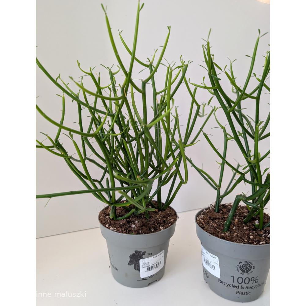 Wilczomlecz palczasty (Euphorbia tirucalli)