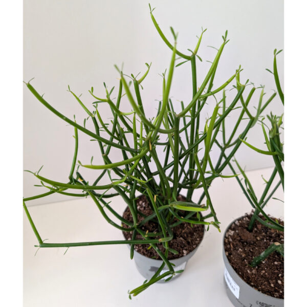 Wilczomlecz palczasty (Euphorbia tirucalli)