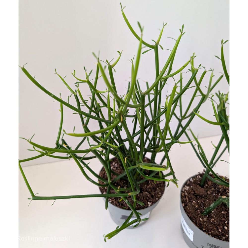 Wilczomlecz palczasty (Euphorbia tirucalli)