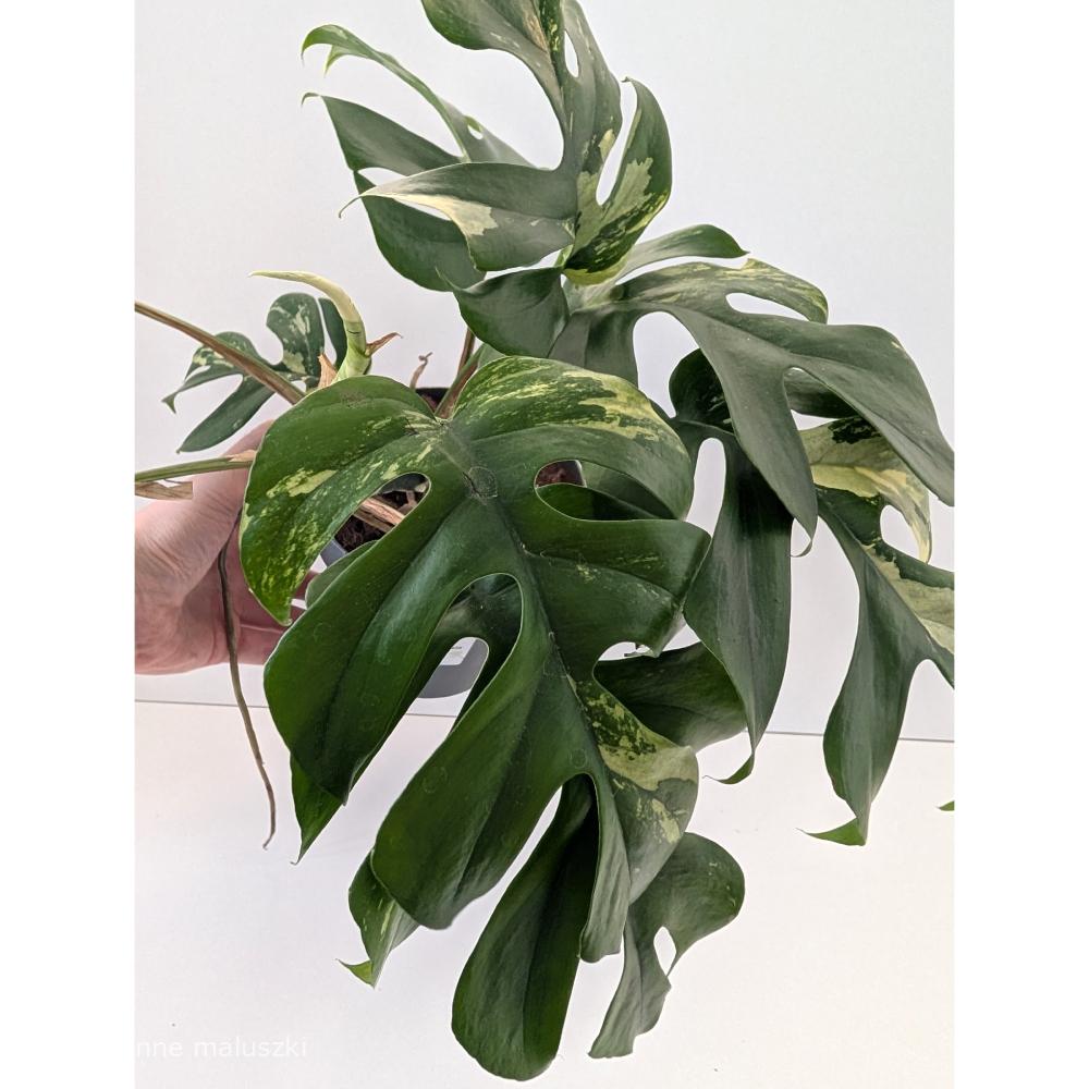 Rhaphidophora Tetrasperma variegata