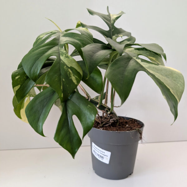 Rhaphidophora Tetrasperma variegata