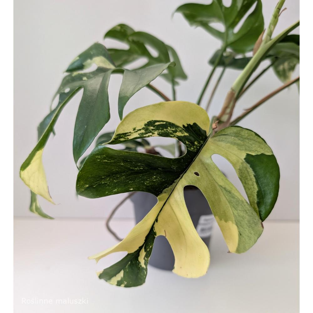 Rhaphidophora Tetrasperma variegata