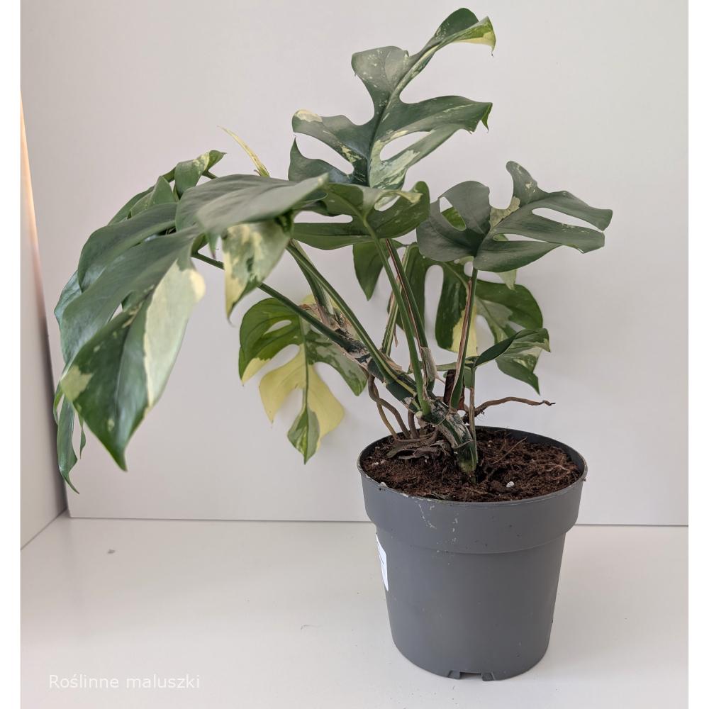 Rhaphidophora Tetrasperma variegata