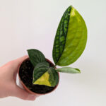 Monstera Peru variegata