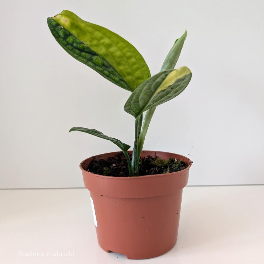 Monstera Peru variegata