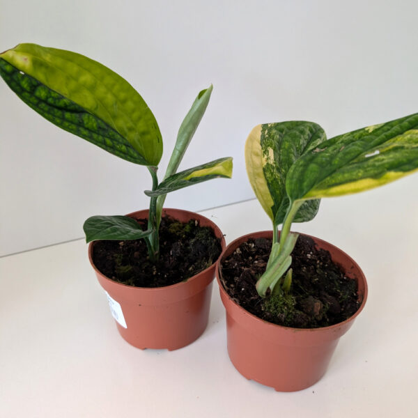 Monstera Peru variegata