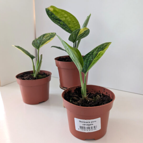 Monstera Peru variegata