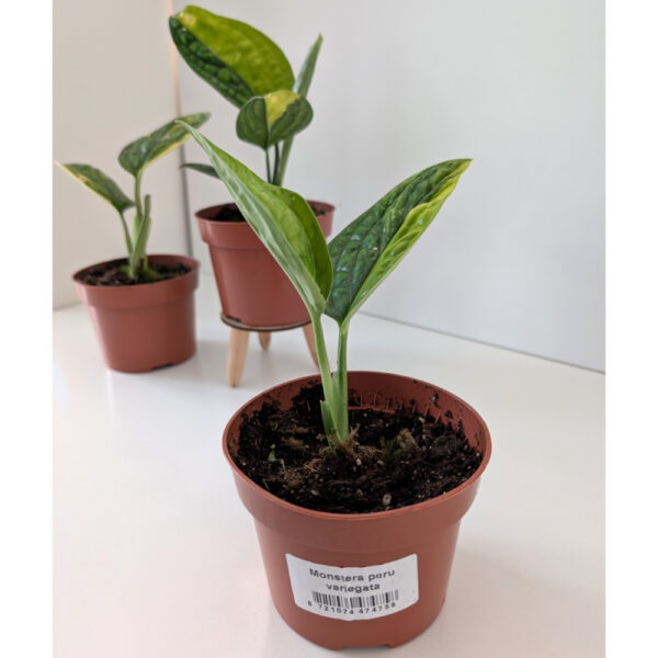 Monstera Peru variegata