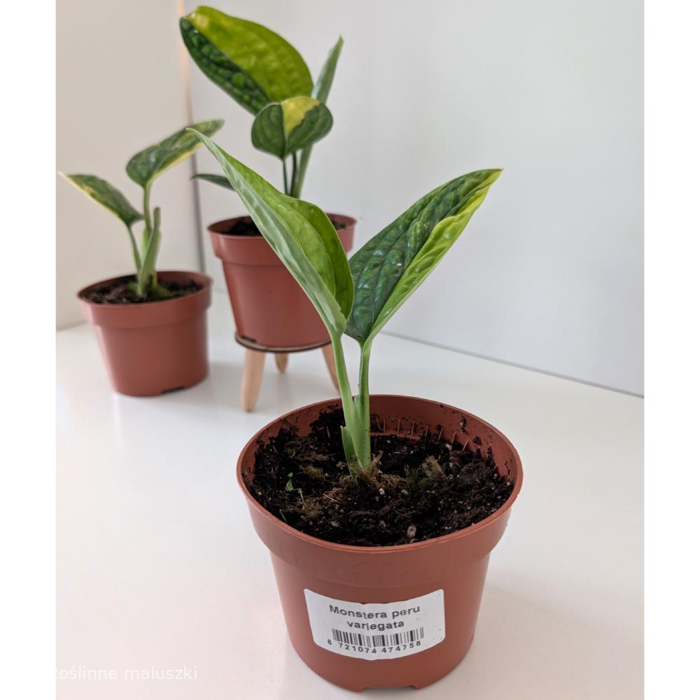 Monstera Peru variegata