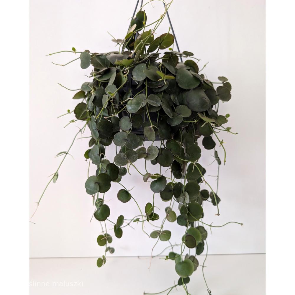 Dischidia platyphylla