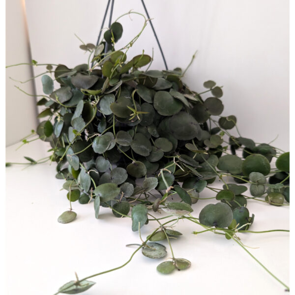 Dischidia platyphylla