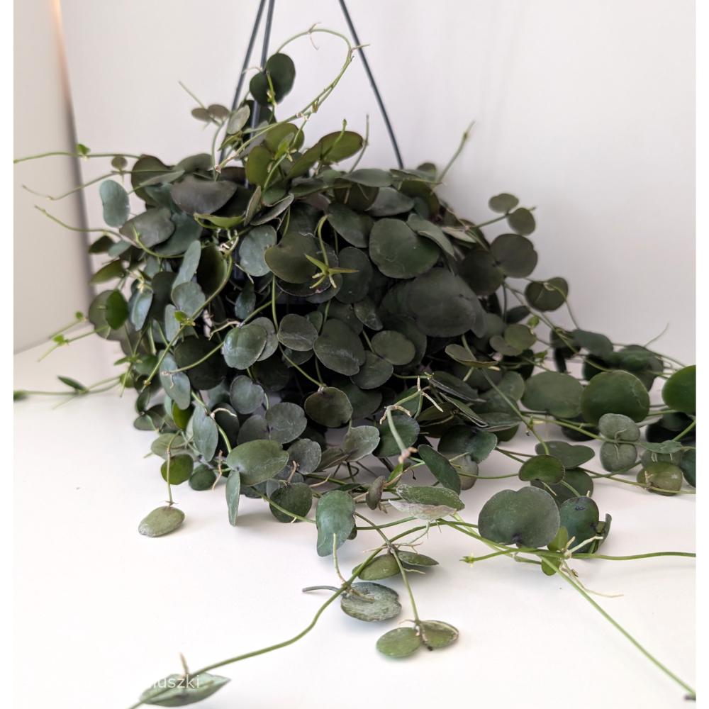 Dischidia platyphylla