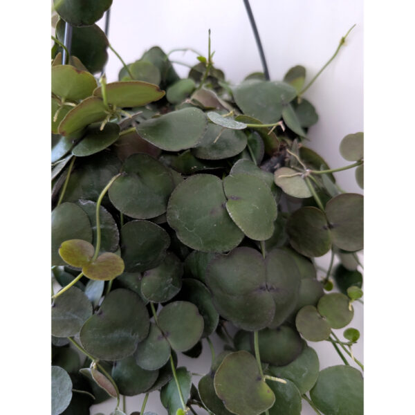 Dischidia platyphylla