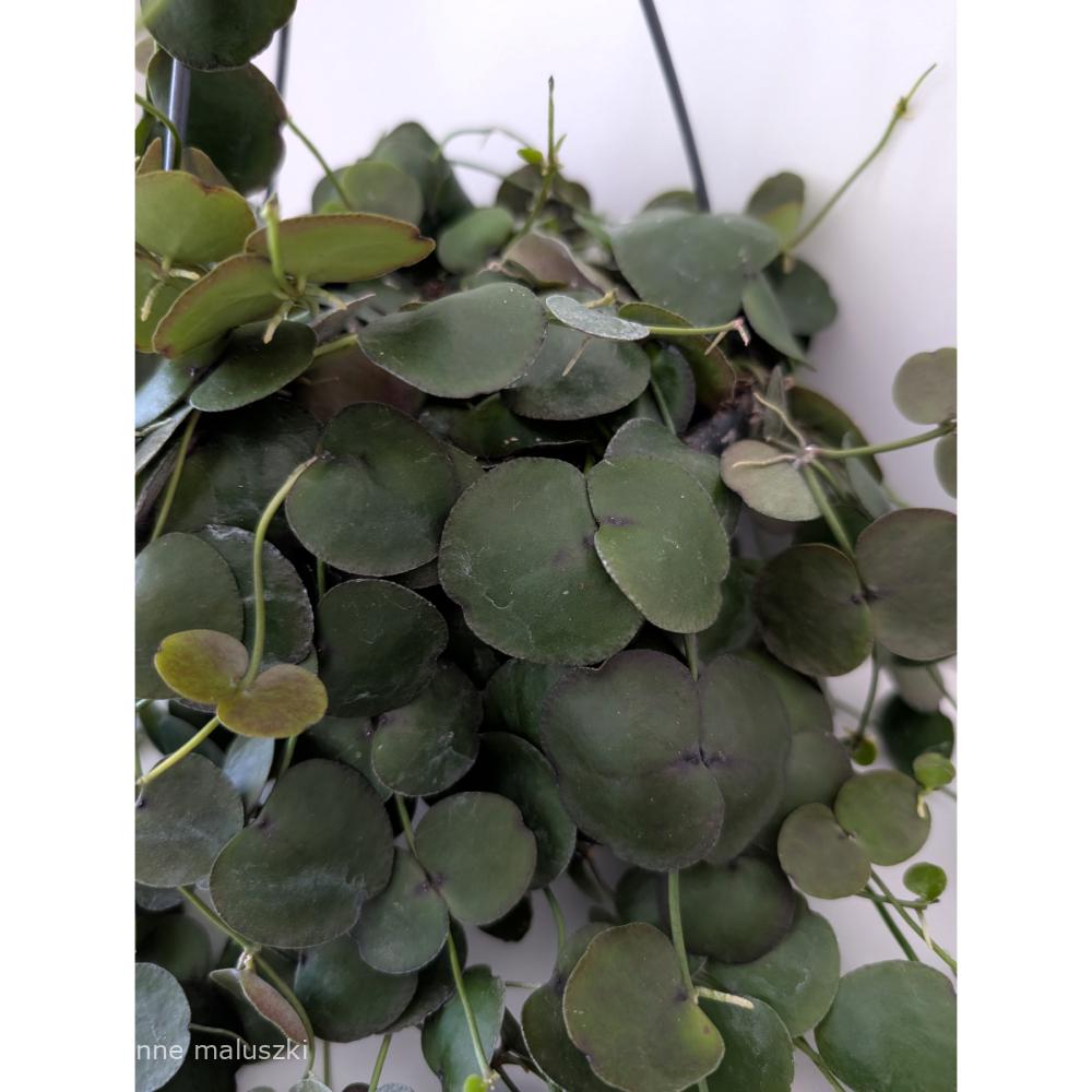 Dischidia platyphylla