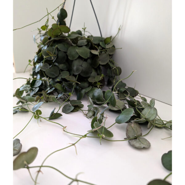 Dischidia platyphylla