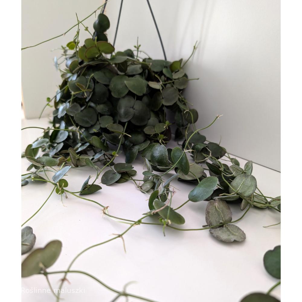 Dischidia platyphylla