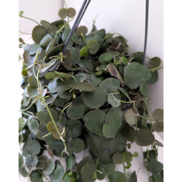 Dischidia platyphylla