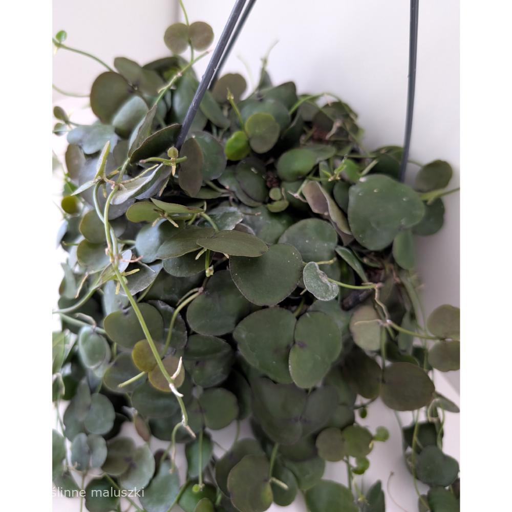 Dischidia platyphylla