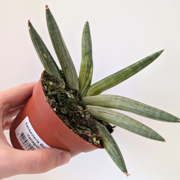 Sansevieria Boncel variegata