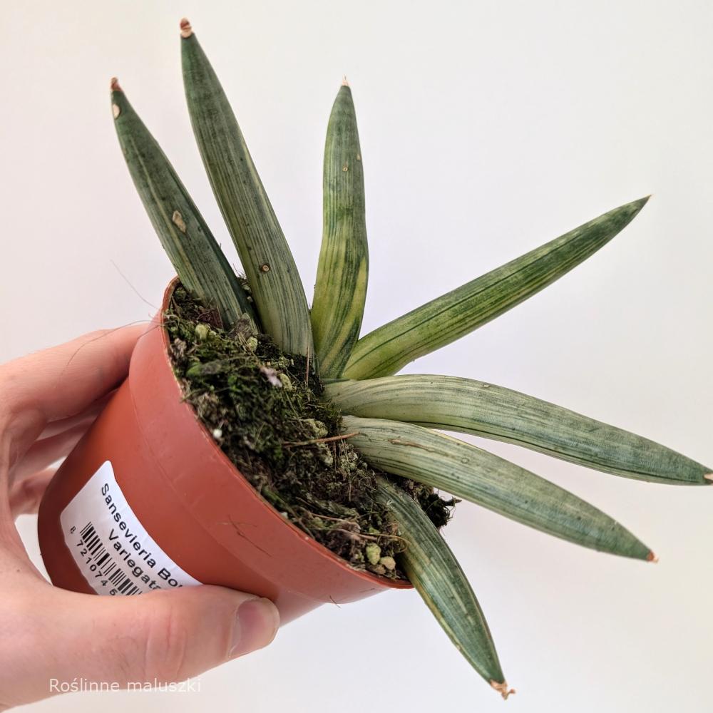 Sansevieria Boncel variegata