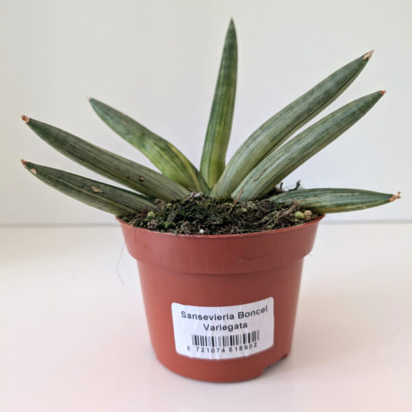 Sansevieria Boncel variegata