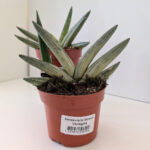 Sansevieria Boncel variegata