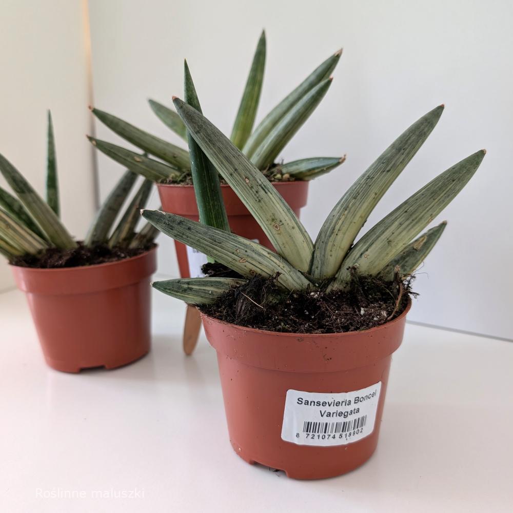 Sansevieria Boncel variegata